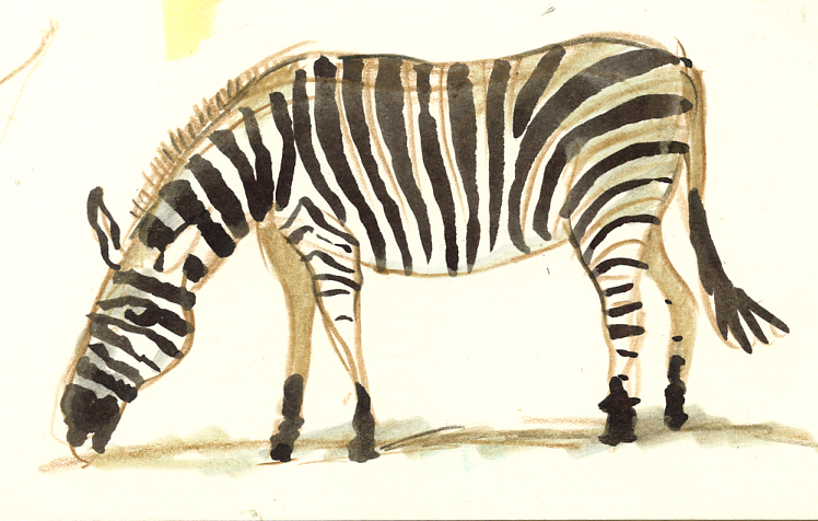 cotswold-zebra