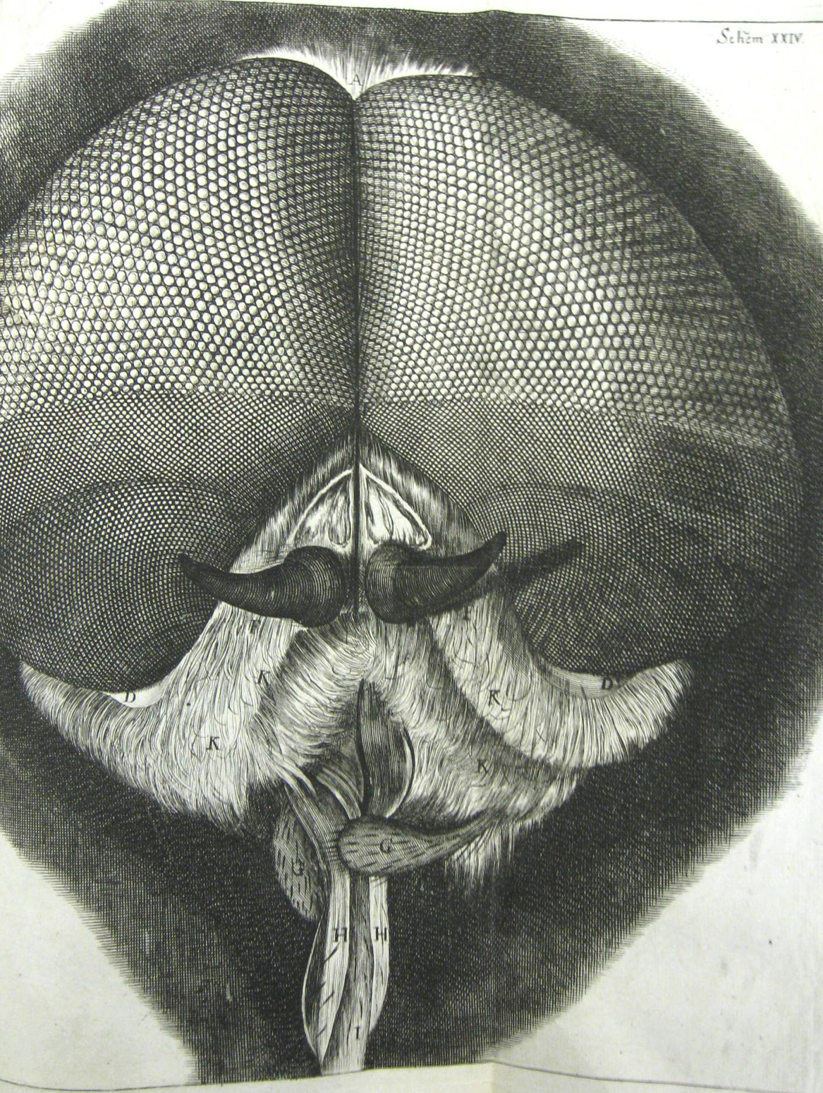 03 Micrographia - Fly Face