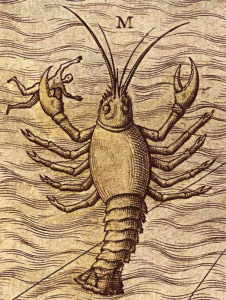 10c sea scorpion